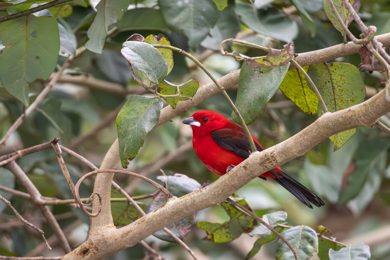 image Brazilian Tanager